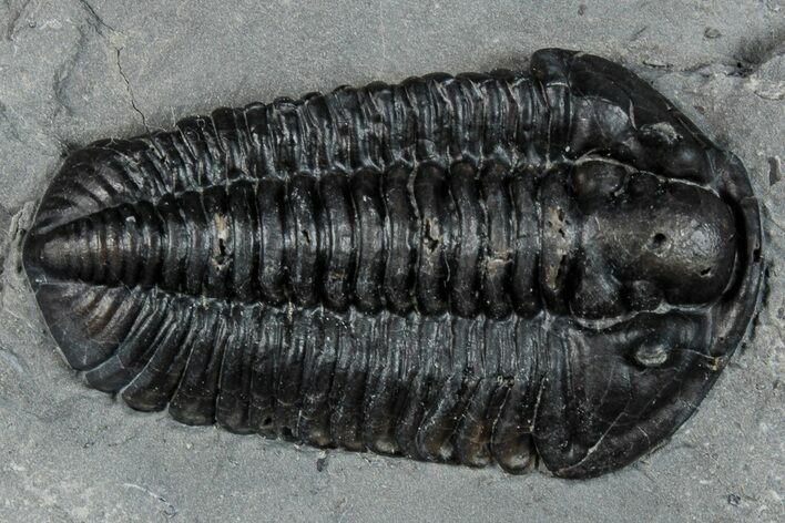 Calymene Niagarensis Trilobite Fossil - New York #269948